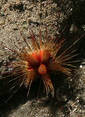 Komodo 2016 - Radiant sea urchin - Oursin rouge - Astropyga radiata - IMG_6620_rc